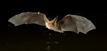 bat